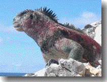 iguana