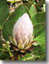 protea