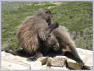 Click on the thumbnail to enlarge South Africa