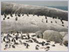 Click on the thumbnail to enlarge South Africa
