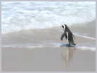 Click on the thumbnail to enlarge South Africa