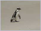 Click on the thumbnail to enlarge South Africa