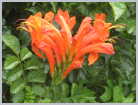Click on the thumbnail to enlarge South Africa