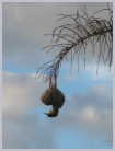 Click on the thumbnail to enlarge South Africa