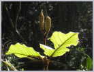 Click on the thumbnail to enlarge South Africa