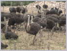 Click on the thumbnail to enlarge South Africa