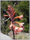 South Africa
