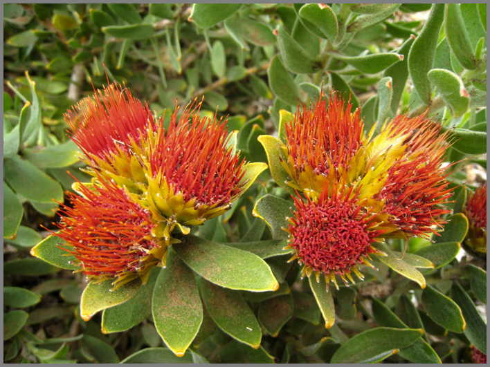 South Africa