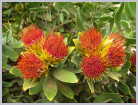 South Africa
