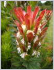 South Africa