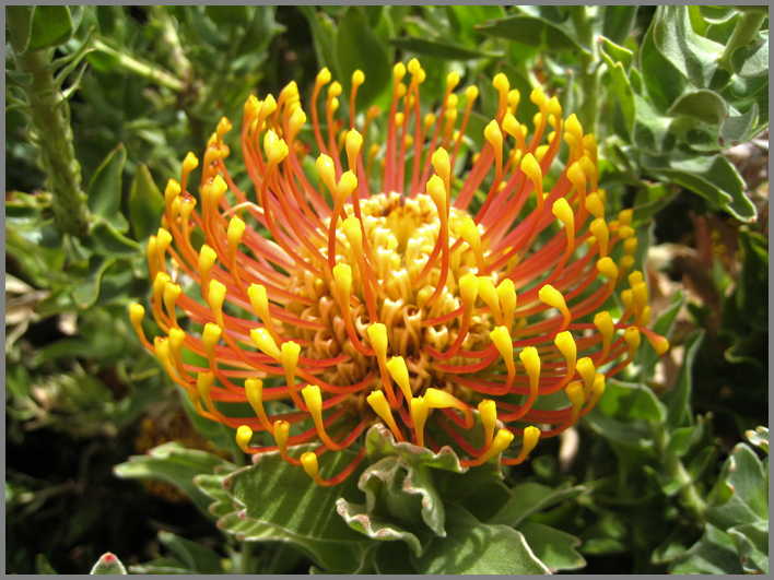 South Africa