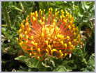South Africa